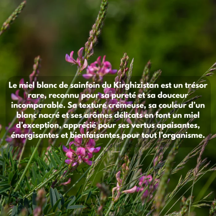 MIEL BLANC DU KIRGHIZISTAN – Image 6