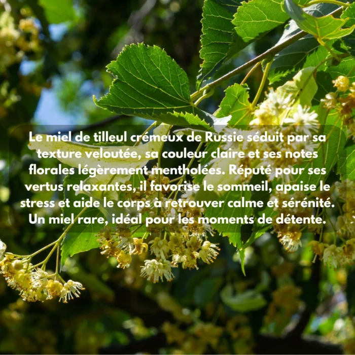MIEL DE TILLEUL BLANC – Image 7