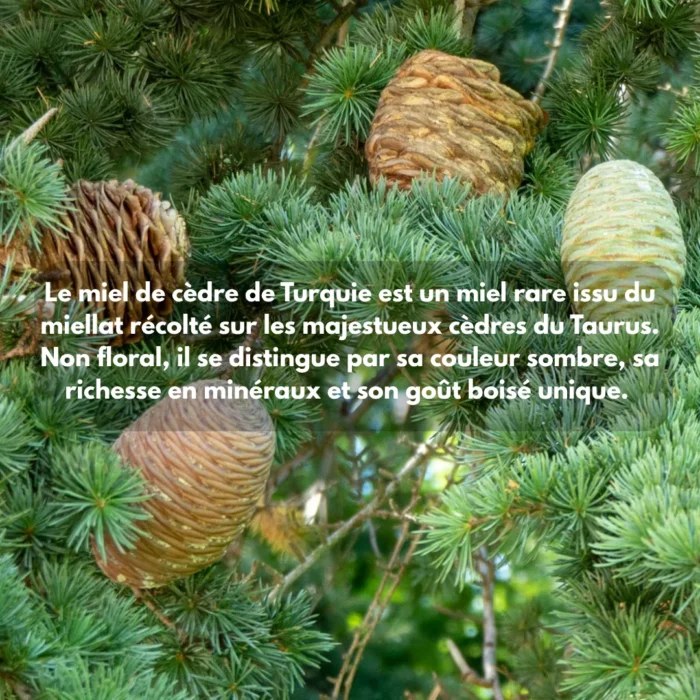 MIEL DE CÈDRE DE TURQUIE – Image 5