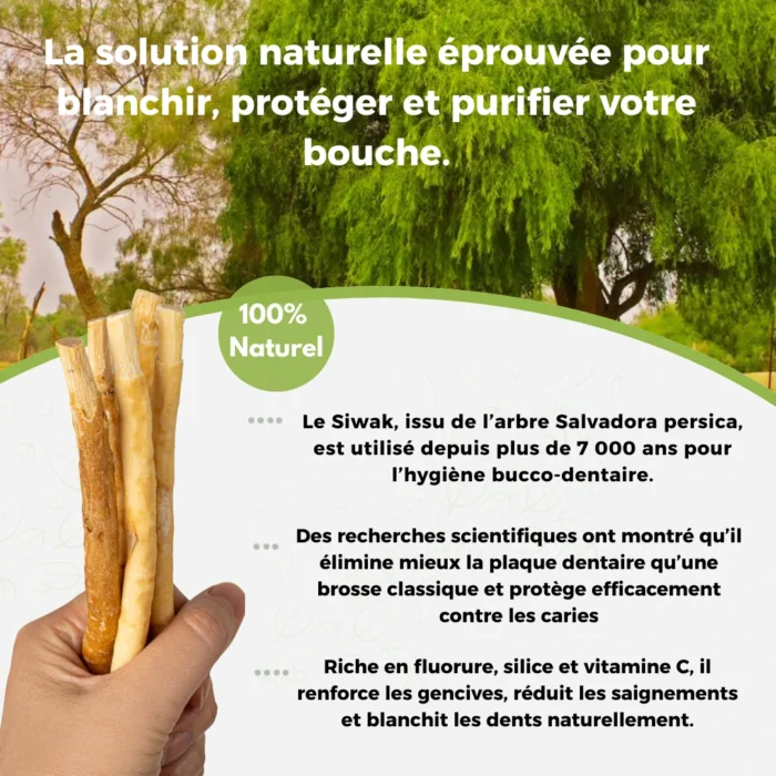 SIWAK NATUREL - HYGIÈNE DENTAIRE TRADITIONNELLE – Image 8